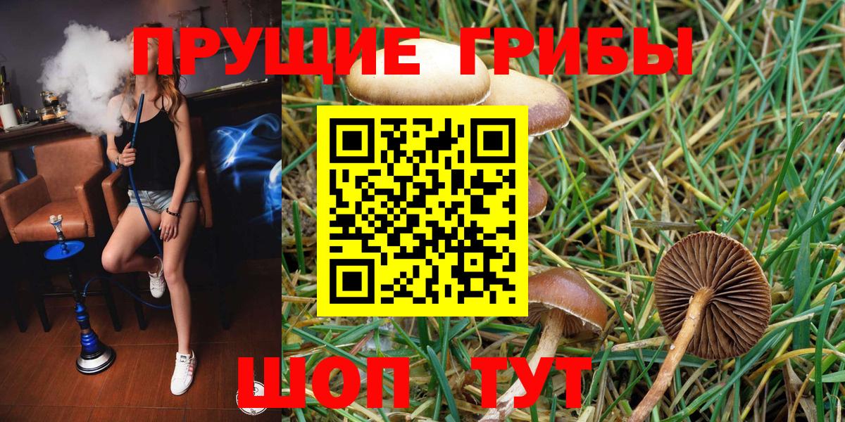 Гатчина  Галлюциногенные грибы мухоморы  Вход с VPN  Галлюциногенные грибы Psilocybe 